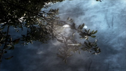 Sky apples texture