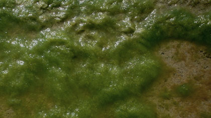 Slime texture