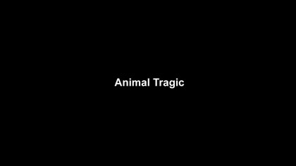 film still: *Animal Tragic* title card


