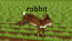*Rabbit* front title

